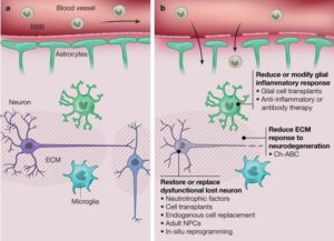 Understanding the Brain’s Limited Repair Mechanisms