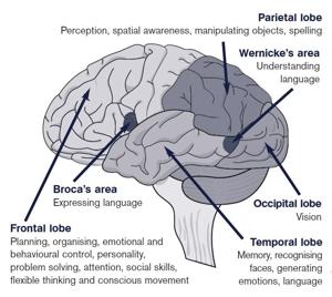 Understanding the Brain’s Limited Repair Mechanisms