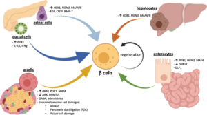 Exploring the Regeneration of Pancreatic Beta Cells