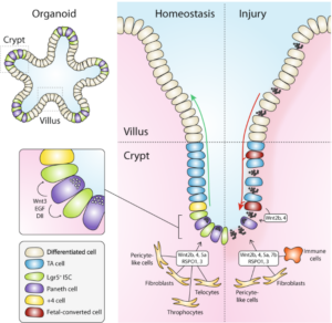 Self-Regenerating Organs: Insights into Intestinal Repair Mechanisms