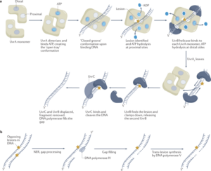 Radiation-Resistant Bacteria: The Extraordinary DNA Repair Mechanisms of Deinococcus radiodurans