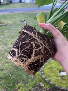 Can Plant Roots Heal Themselves?