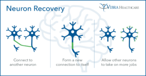 Understanding Brain Damage and Neuroplasticity