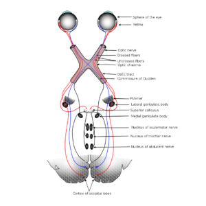 Optic Nerve Repair: Current Insights and Future Directions