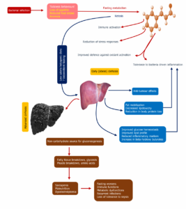 Can the Liver Recover from Sepsis? Understanding Liver Injury and Recovery Mechanisms