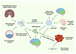 Understanding Brain Regeneration Limitations