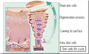 Understanding Skin Repair and Renewal Cycles