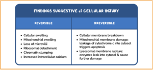 Understanding Cell Repair Mechanisms: Reversible vs. Irreversible Damage